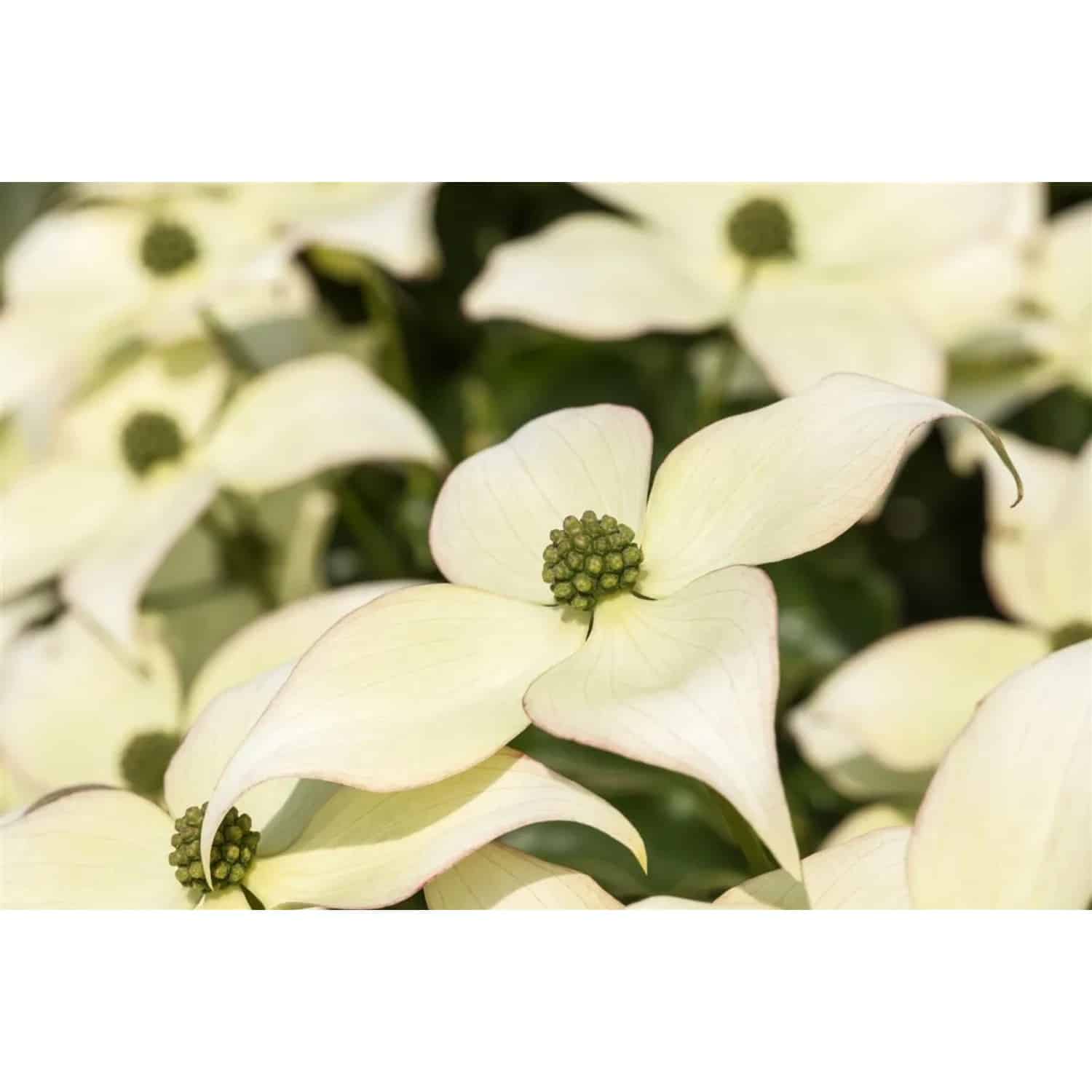 Cornus Kousa Chinensis Schmetterling Chinesischer Hartriegel 175–200 cm