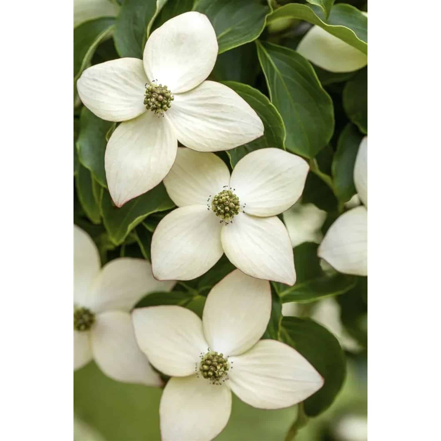 Cornus Kousa Chinensis Wietings Select Chinesischer Hartriegel 100–125 cm