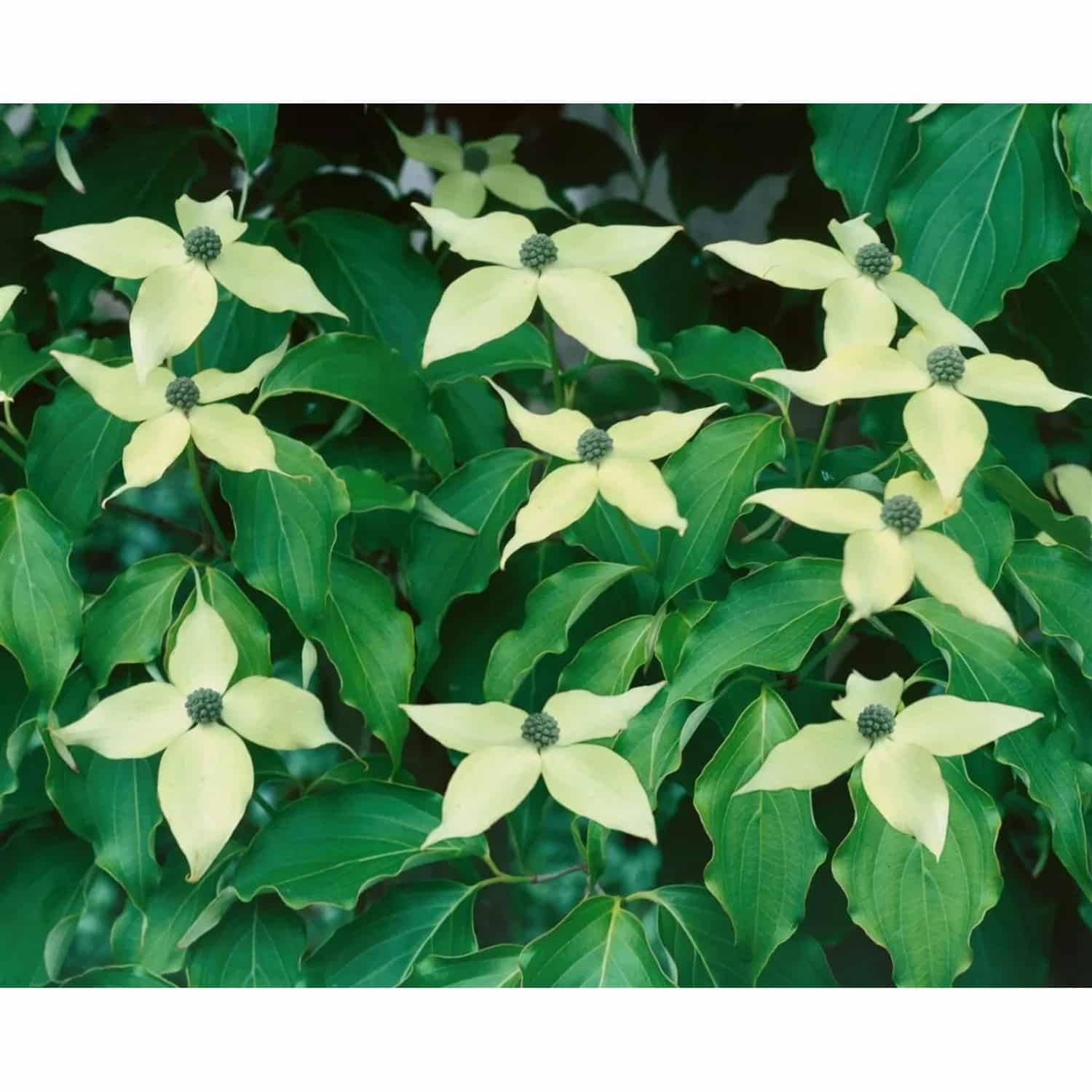 Cornus Kousa Greensleeves Japanischer Blumen-Hartriegel 60–80 cm