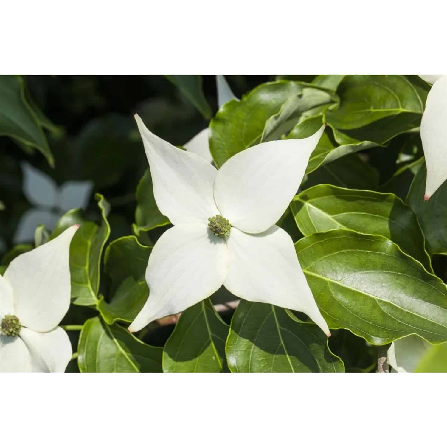 Cornus Kousa Milky Way Japanischer Blumen-Hartriegel 40–60 cm