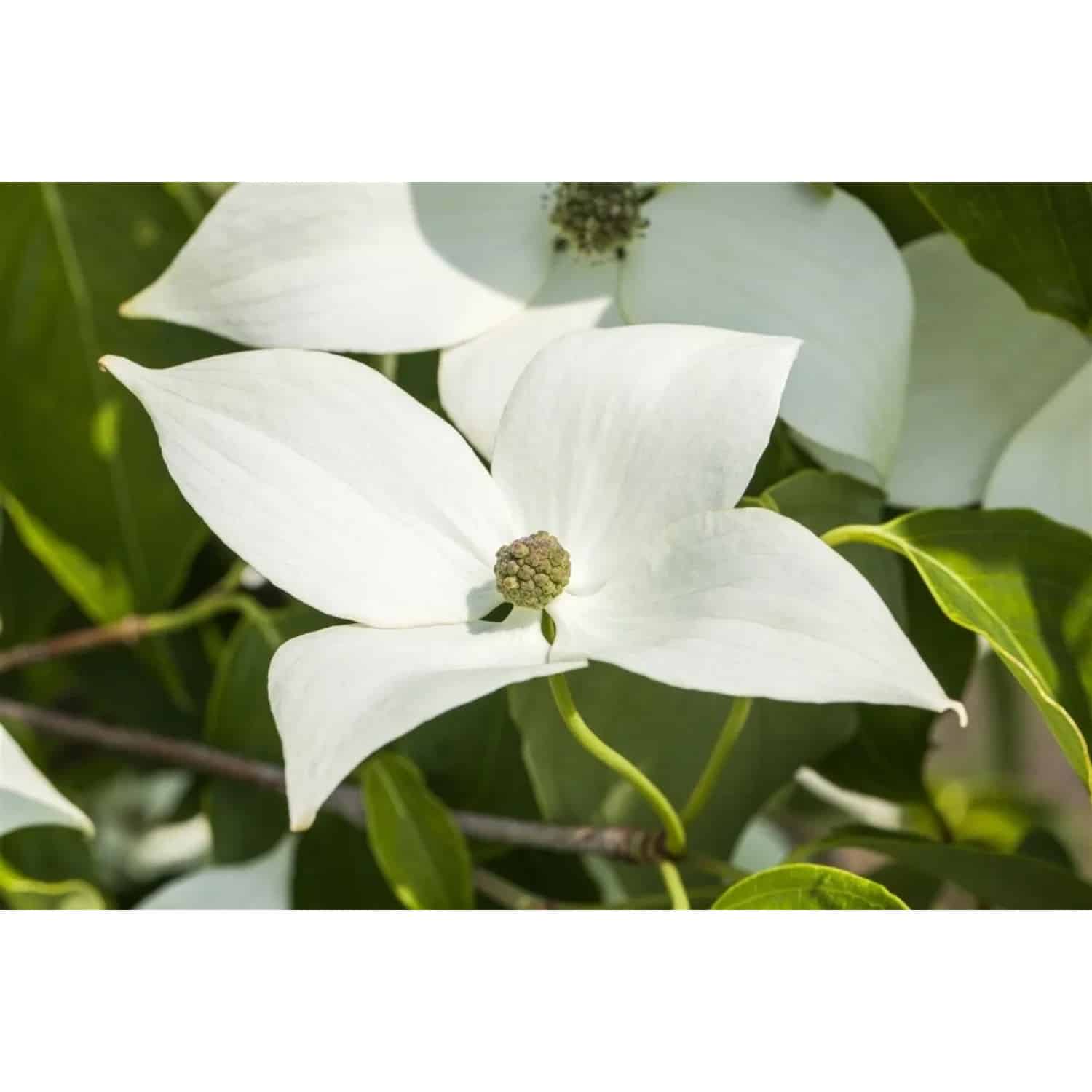 Cornus Kousa Milky Way Japanischer Blumen-Hartriegel 80–100 cm