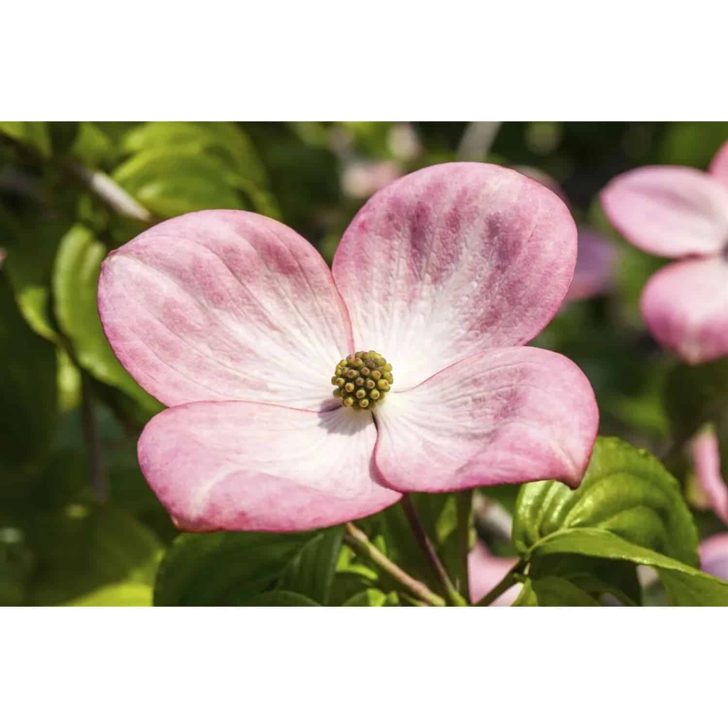 Cornus Kousa Satomi Compact Japanischer Blumen-Hartriegel Rosa 80–100 cm