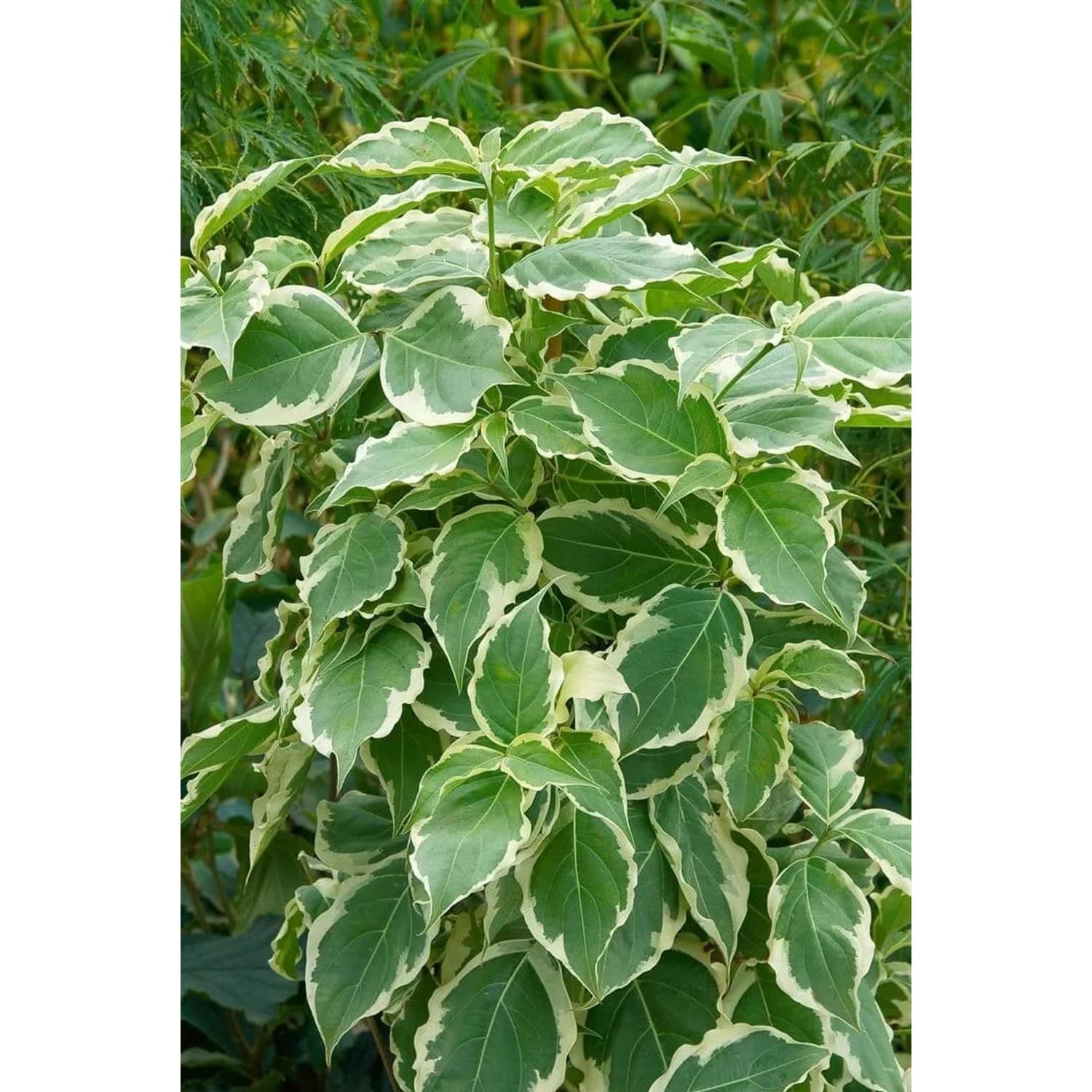 Cornus Kousa Teresa Japanischer Blumen-Hartriegel 80–100 cm Weiß-Grün