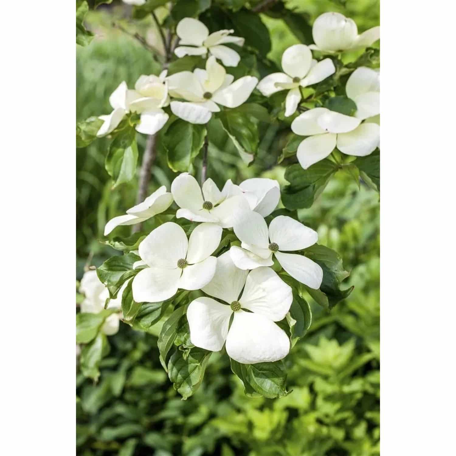 Cornus Kousa Venus Japanischer Blumen-Hartriegel Weiß 80–100 cm