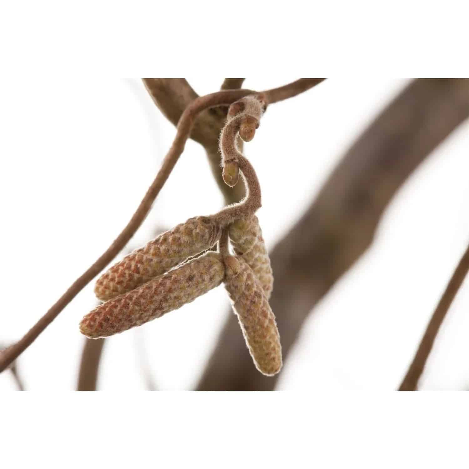 Corylus Avellana Contorta Korkenzieherhasel 80 cm Stammhöhe