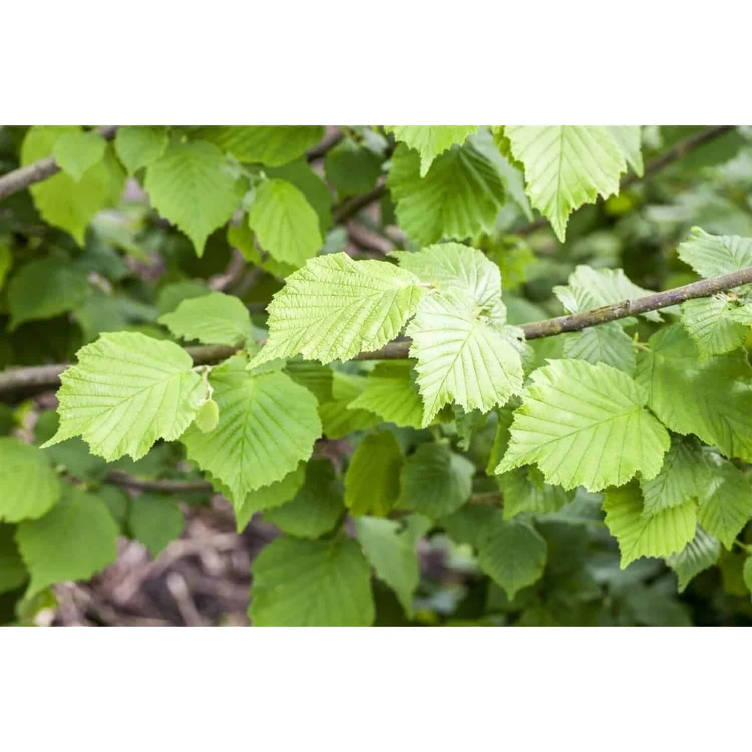 Corylus Avellana Haselnuss 125–150 cm Robust