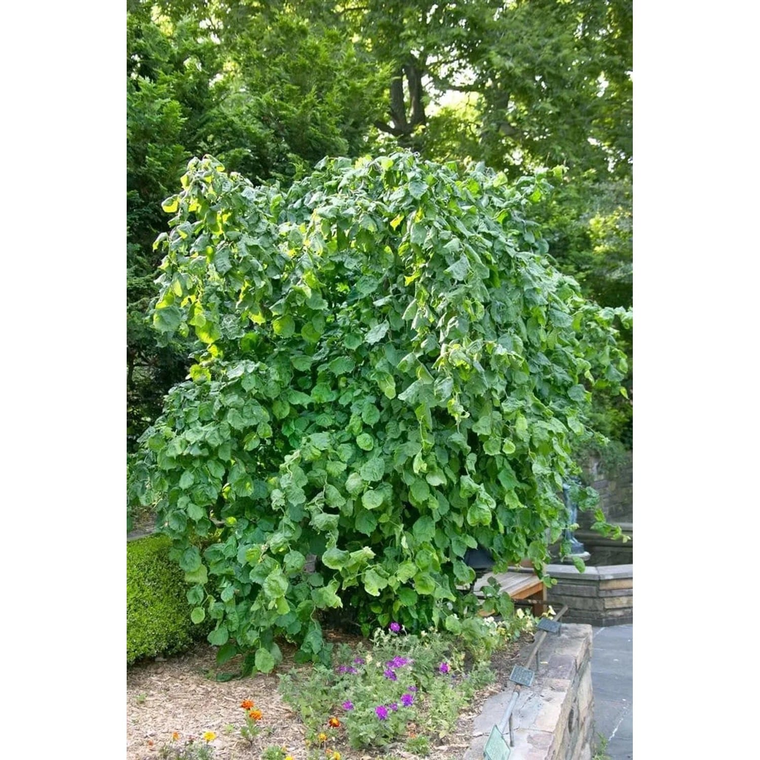 Corylus Avellana Pendula Hängende Haselnuss 180 cm Stammhöhe