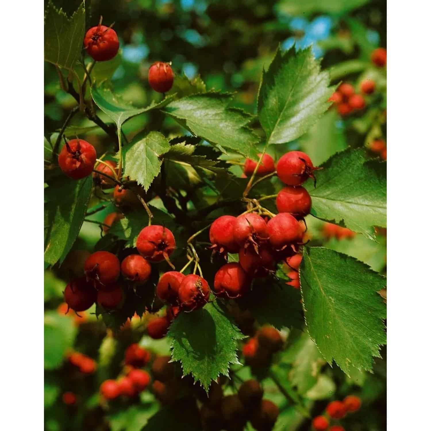 Crataegus Coccinea Scharlachdorn 150–200 cm Dekorative Früchte