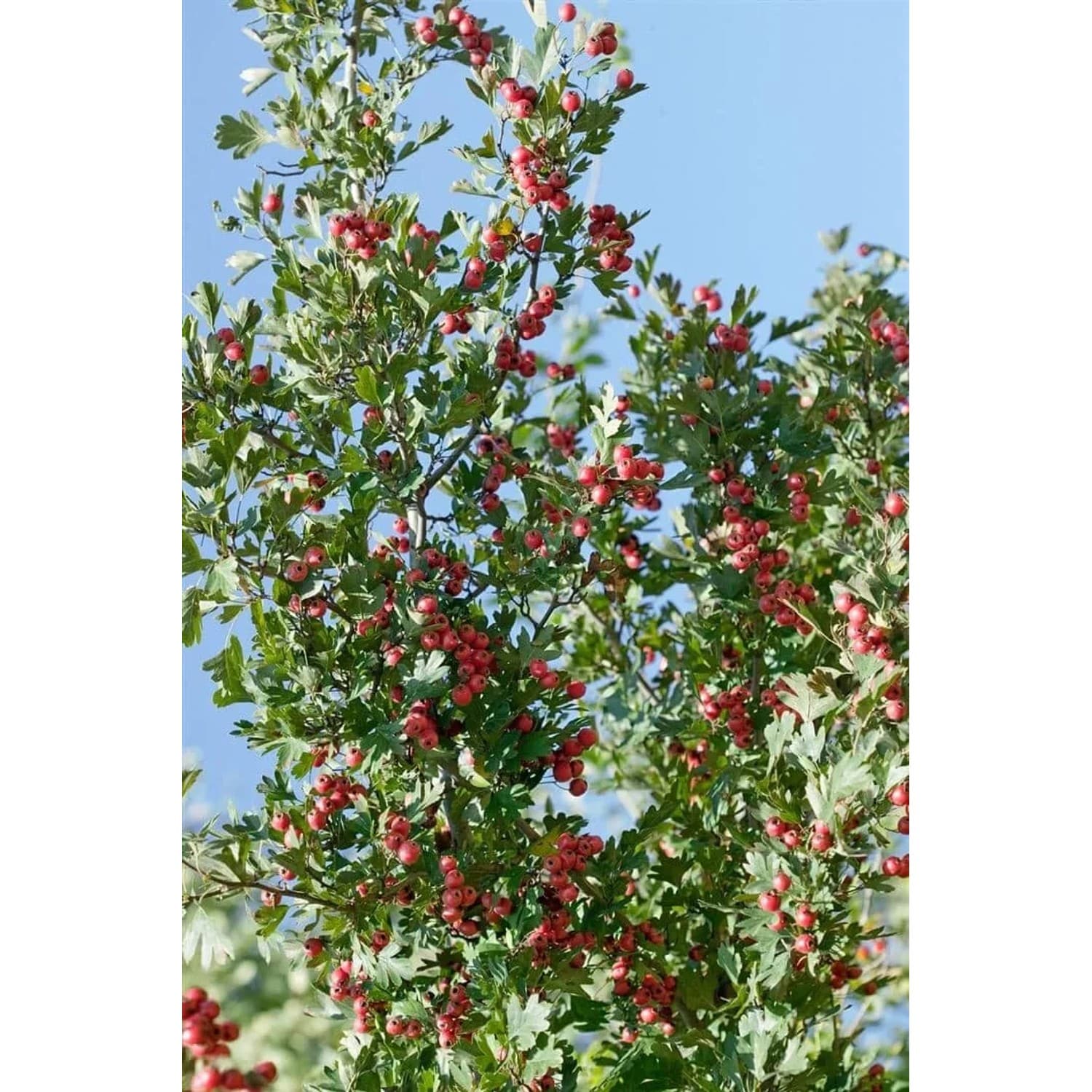 Crataegus Laciniata Weißdorn 125 cm Stammhöhe