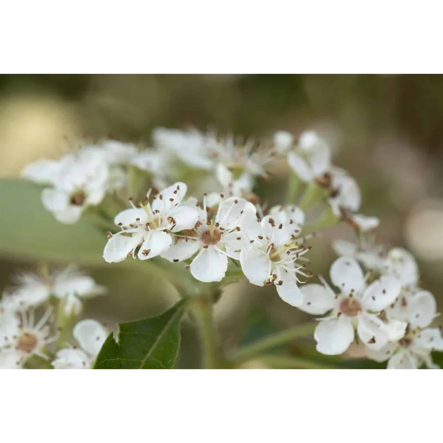 Crataegus Lavallei Carrierei Lederapfel 125 cm Stammhöhe