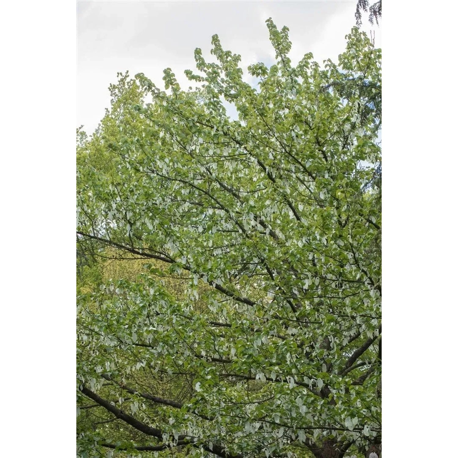 Davidia Involucrata Vilmoriniana Taschentuchbaum 40–60 cm