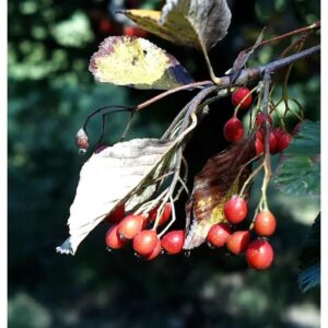 Echte Mehlbeere 125-150cm - Sorbus aria