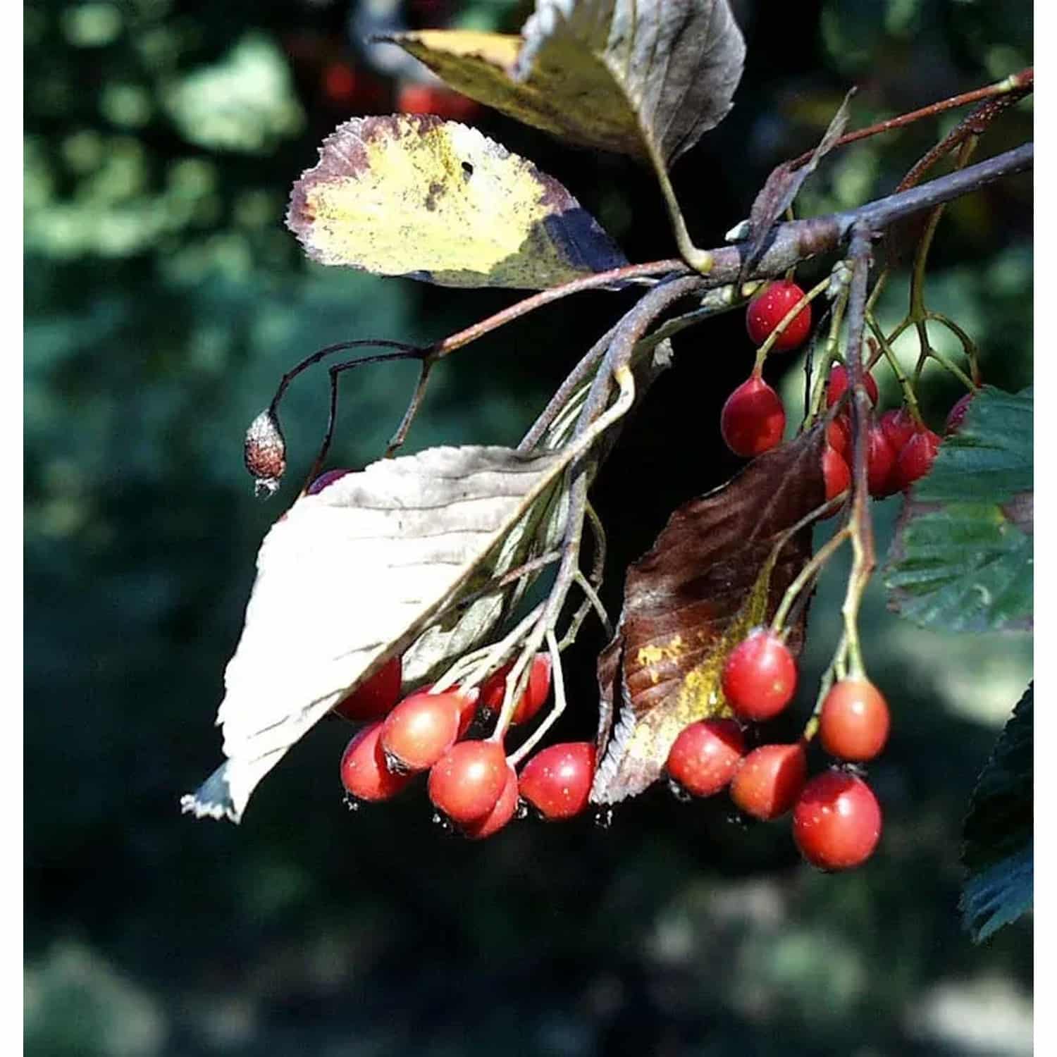 Echte Mehlbeere 125-150cm - Sorbus aria