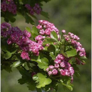 Echter Rotdorn Paul Scarlet 100-125cm - Crataegus