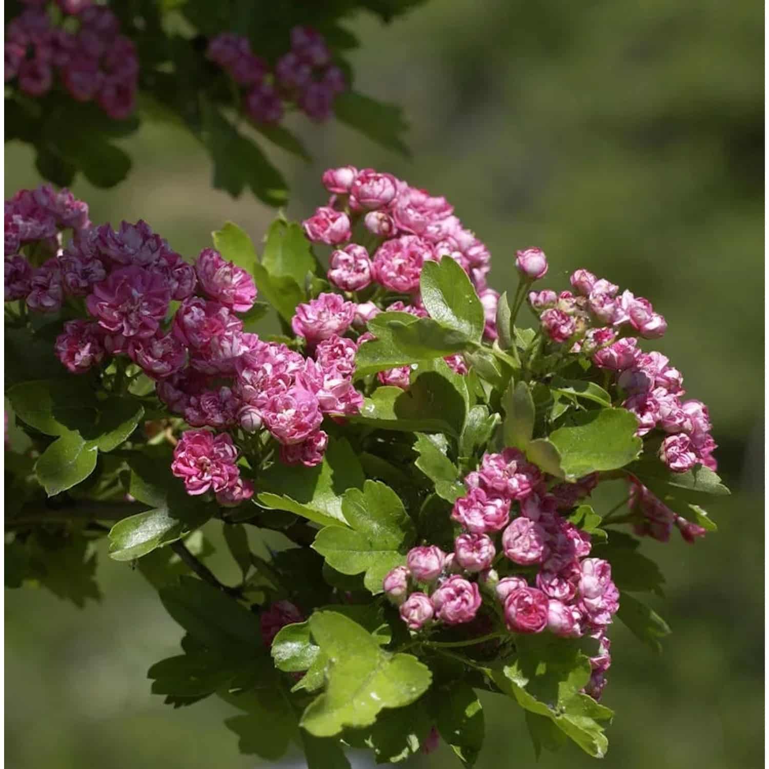 Echter Rotdorn Paul Scarlet 100-125cm - Crataegus
