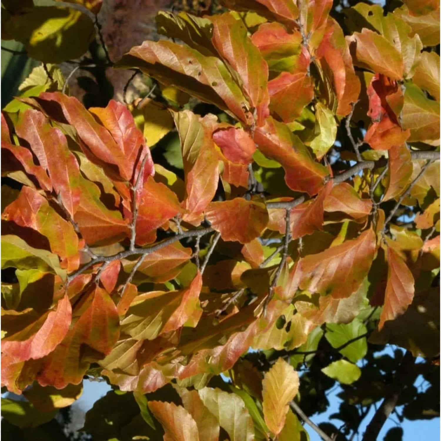 Eisenholzbaum 100-125cm - Parrotia persica