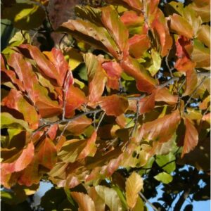 Eisenholzbaum 125-150cm - Parrotia persica