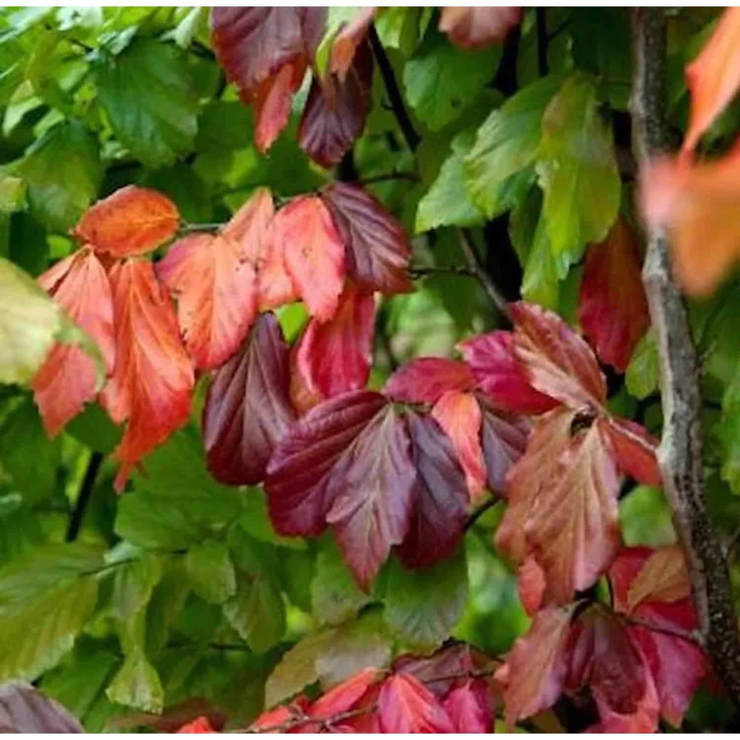 Eisenholzbaum Bella 60-80cm - Parrotia persica