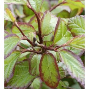 Eisenholzbaum Persian Spire 40-60cm - Parrotia persica