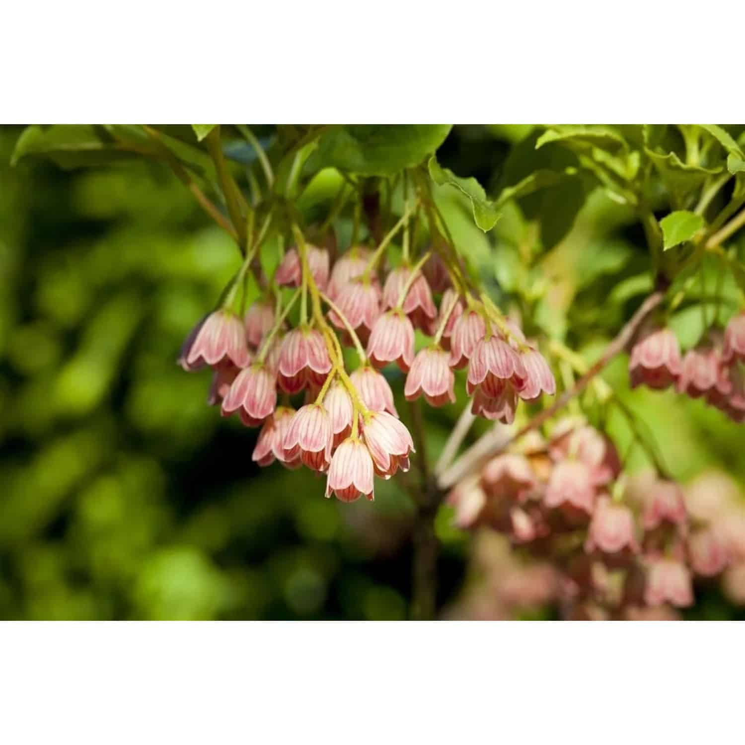Enkianthus Campanulatus Japanischer Glockenstrauch 150–175 cm