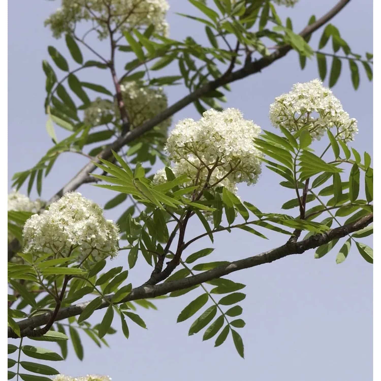 Eßbare Eberesche 100-125cm - Sorbus aucuparia