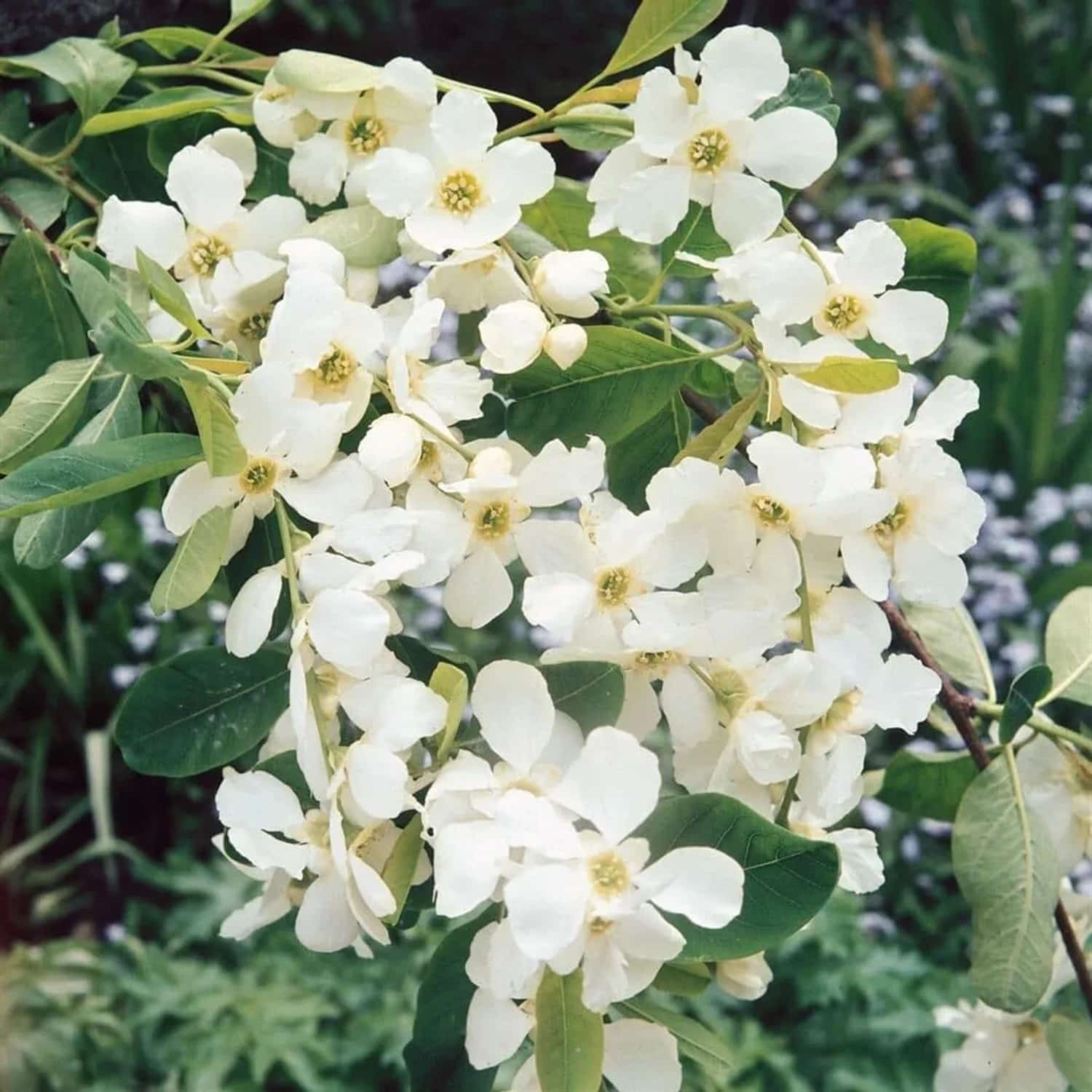 Exochorda Racemosa Perlenstrauch Weiß 150–175 cm