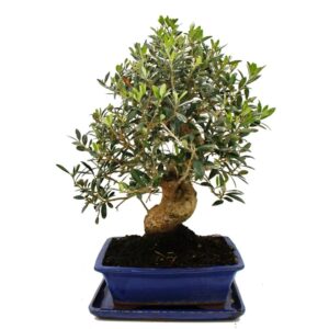 Exotenherz Bonsai Solitär Olivenbaum Olive Olea Europaea ca. 17 Jahre Alt ca. 50-55cm Hoch