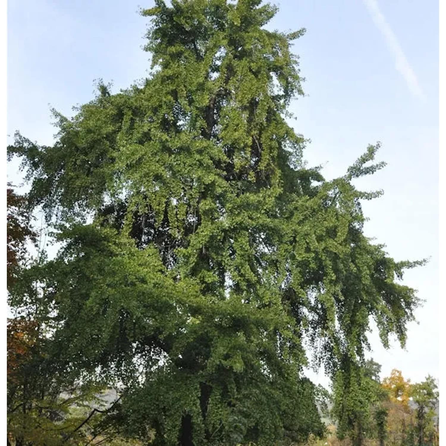 Fächerblattbaum 40-60cm - Ginkgo biloba