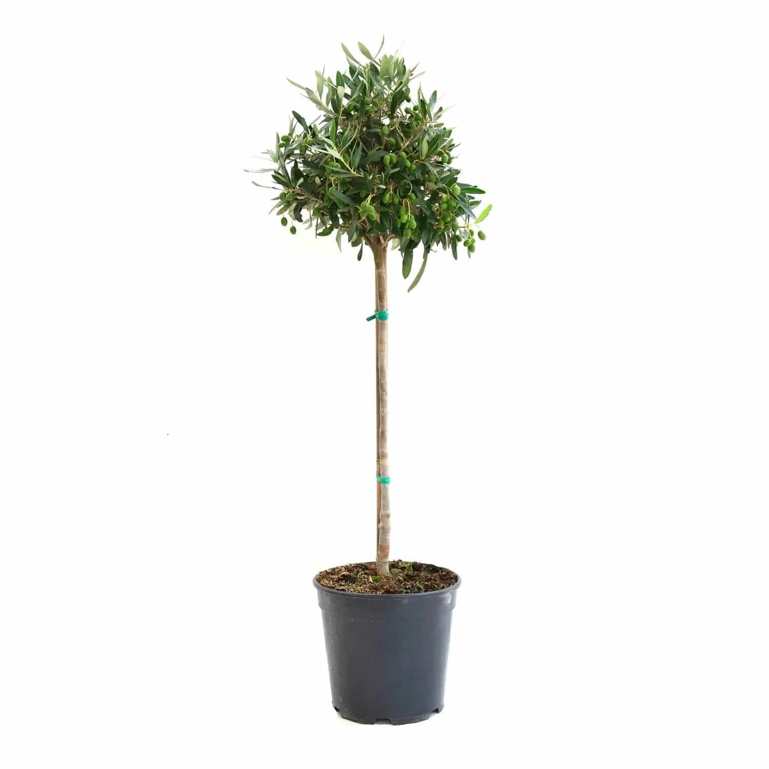GROW by OBI Olivenbaum Ministamm ca. 35 cm Topf ca. 5