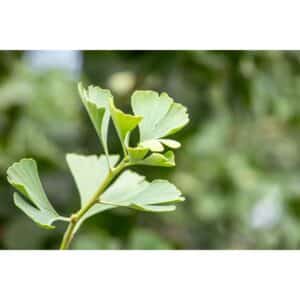 Ginkgo Biloba Baldi Fächerblattbaum 40 cm Stammhöhe
