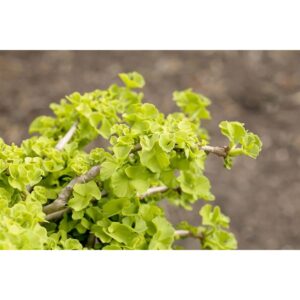 Ginkgo Biloba Chris Dwarf Fächerblattbaum 60 cm Stammhöhe