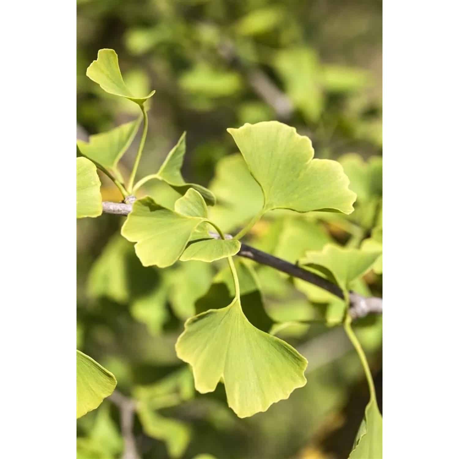 Ginkgo Biloba Denise Fächerblattbaum 125–150 cm