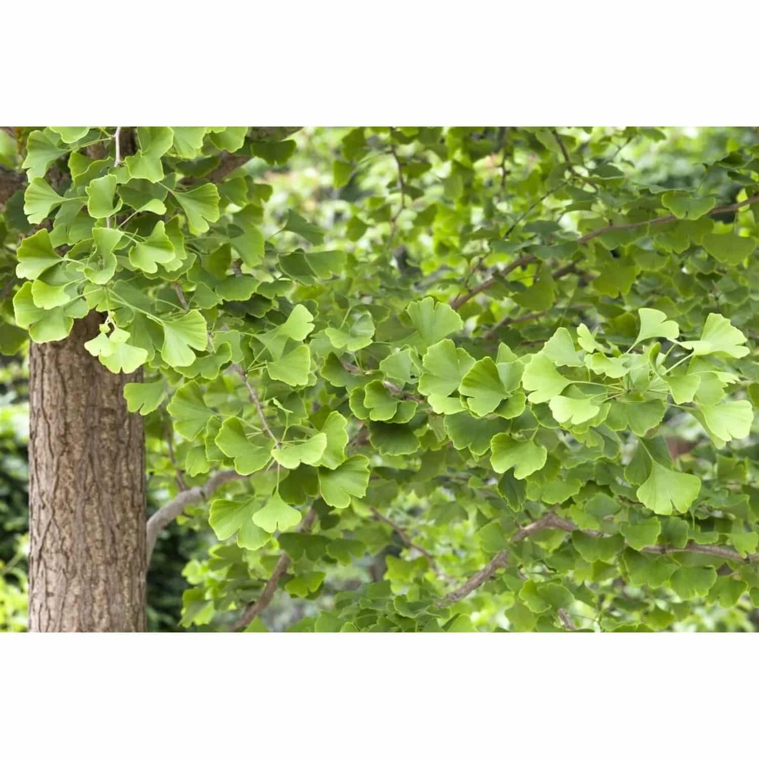 Ginkgo Biloba Fächerblattbaum 80–100 cm