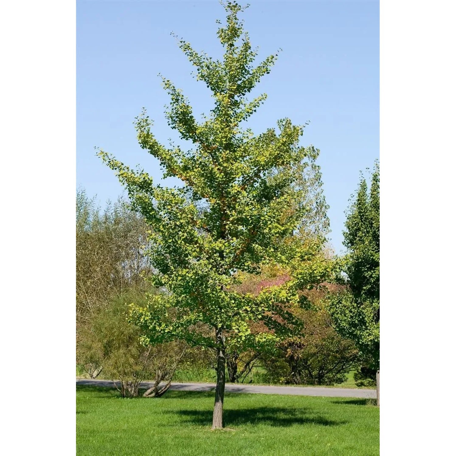 Ginkgo Biloba Fastigiata Fächerblattbaum 125–150 cm