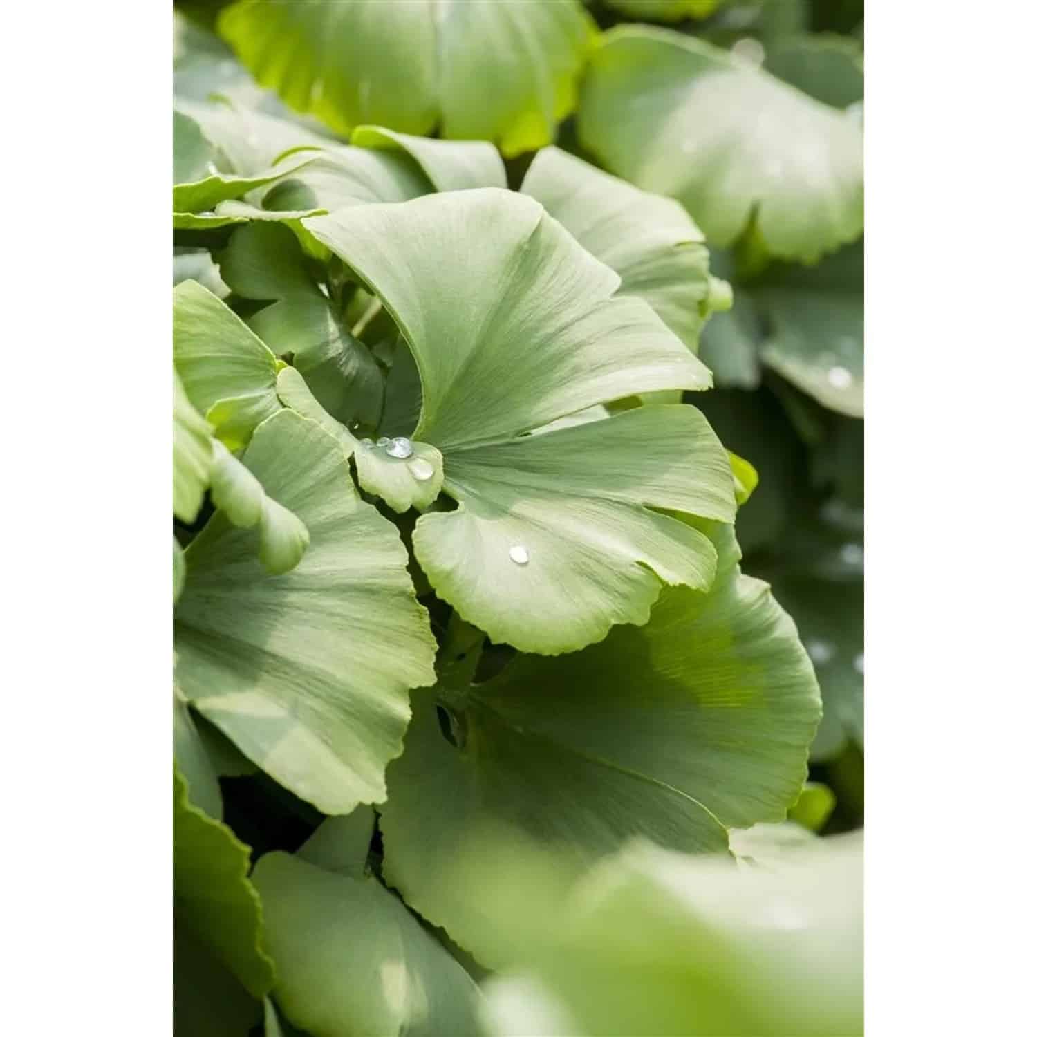 Ginkgo Biloba Globus Fächerblattbaum Kompakt 40–60 cm