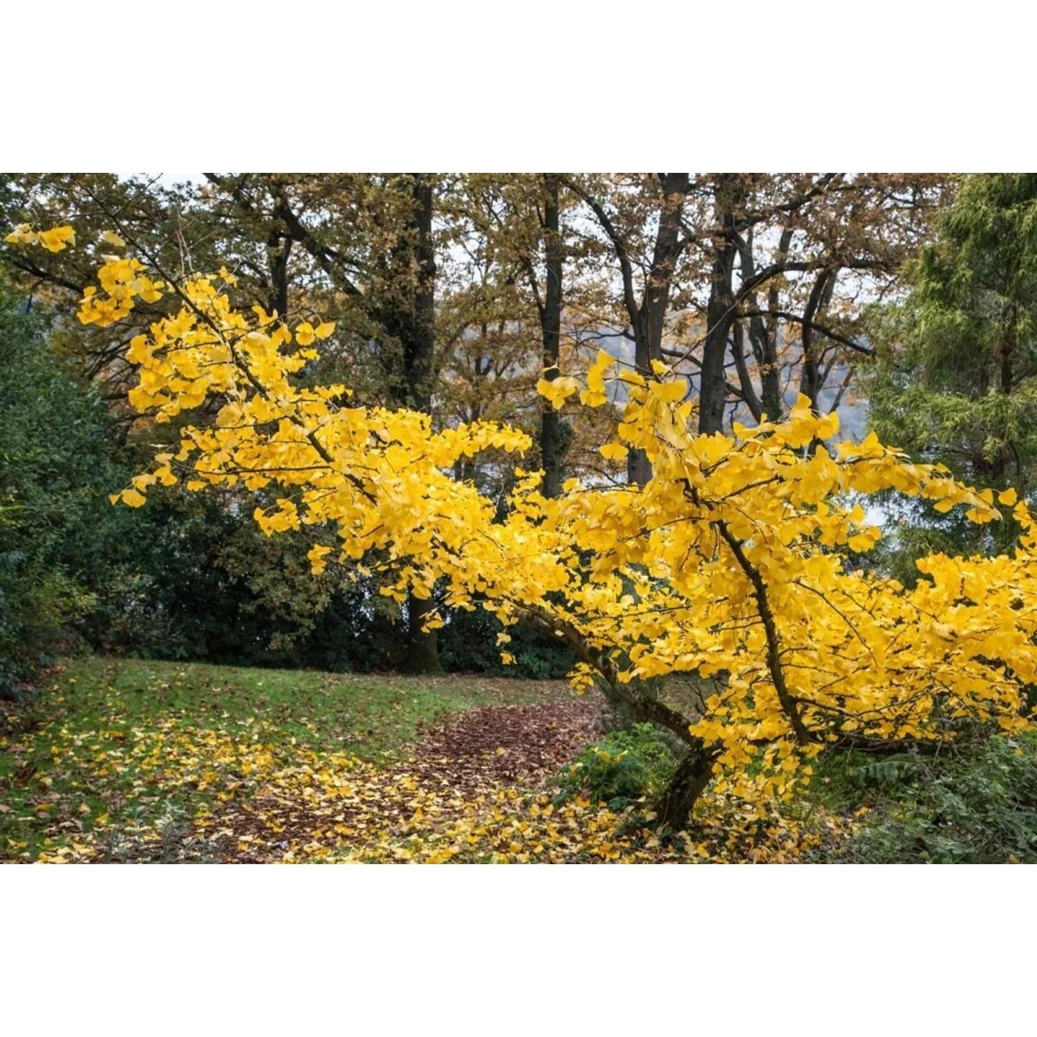 Ginkgo Biloba Horizontalis Fächerblattbaum 160 cm