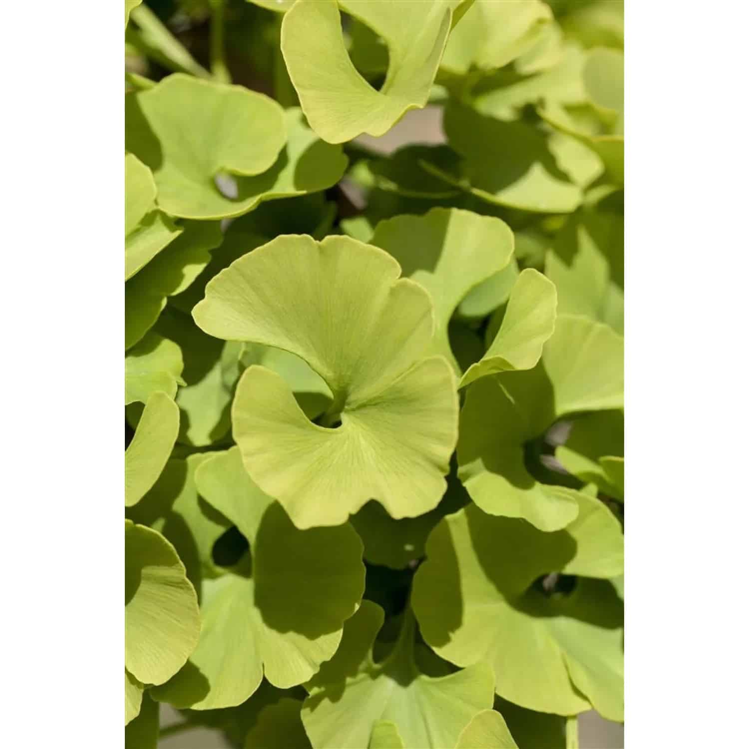 Ginkgo Biloba Mariken Fächerblattbaum 20–30 cm
