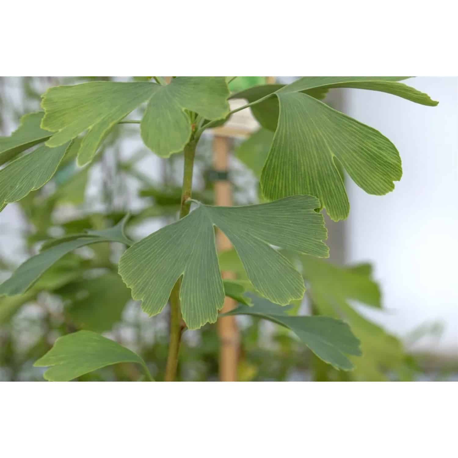 Ginkgo Biloba Princeton Sentry Fächerblattbaum 80–100 cm
