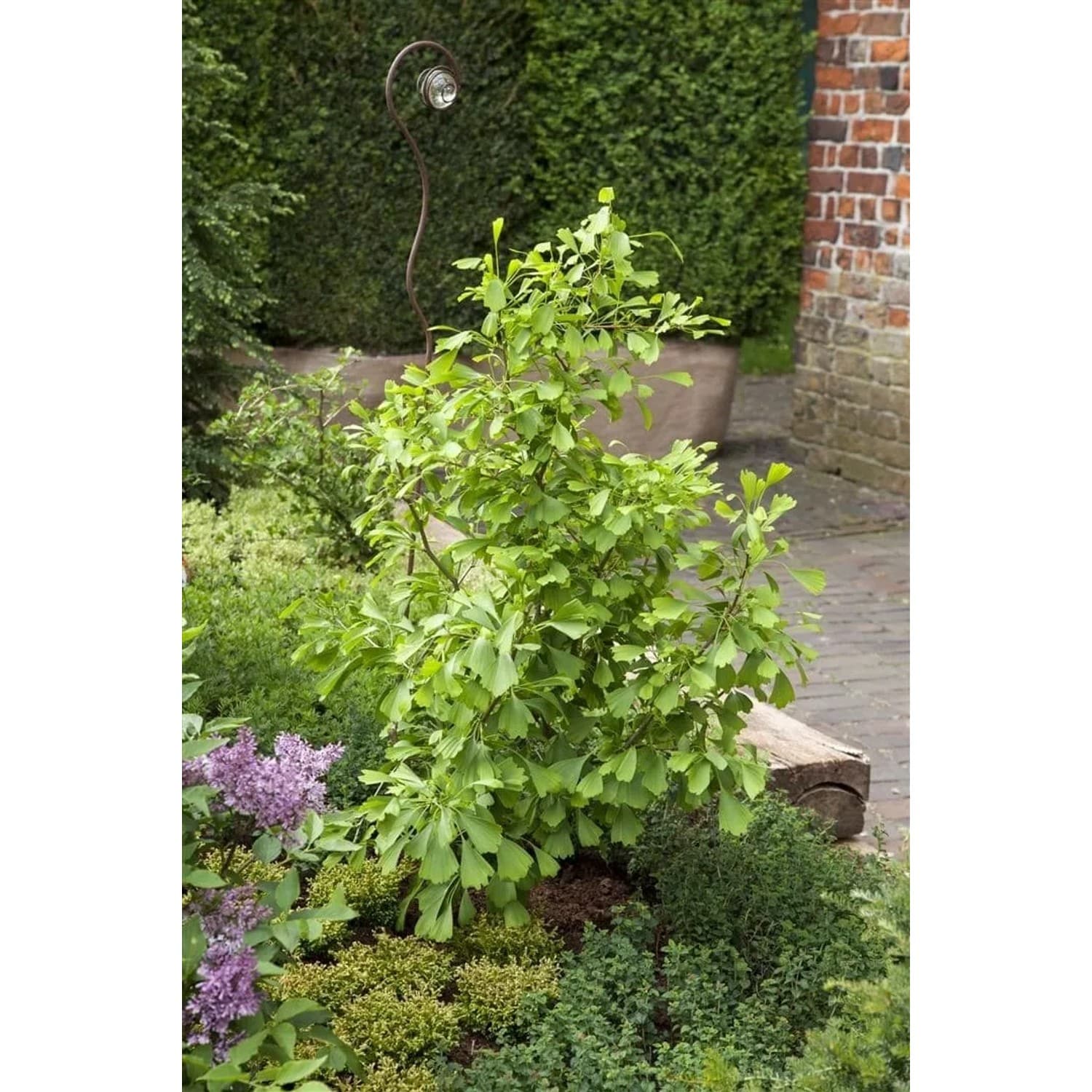 Ginkgo Biloba Saratoga Fächerblattbaum 100–125 cm