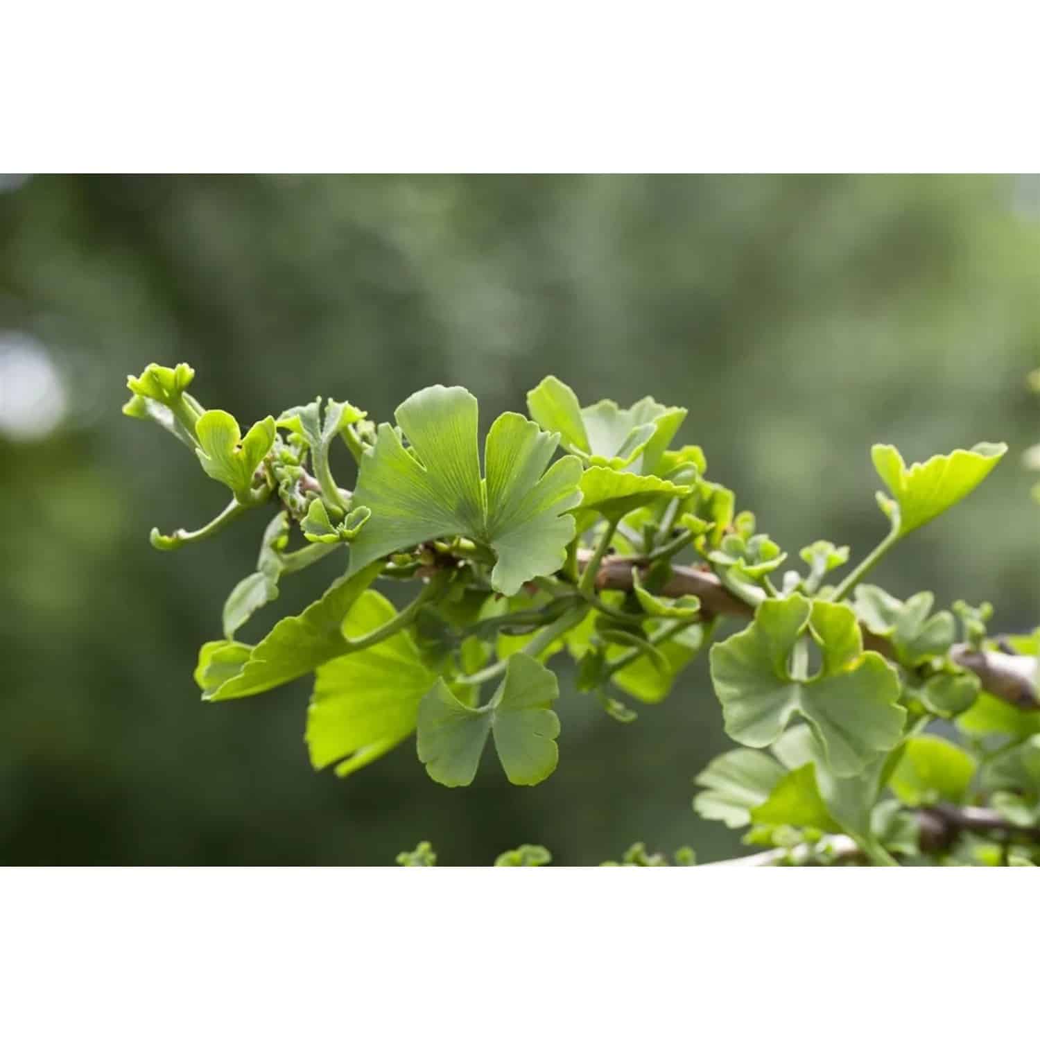 Ginkgo Biloba Troll Fächerblattbaum Kompakt 120 cm Stammhöhe