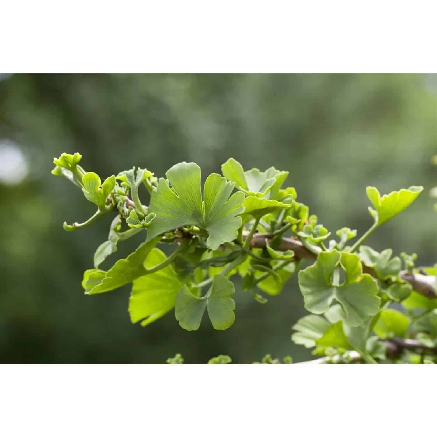 Ginkgo Biloba Troll Fächerblattbaum Kompakt 150 cm Stammhöhe