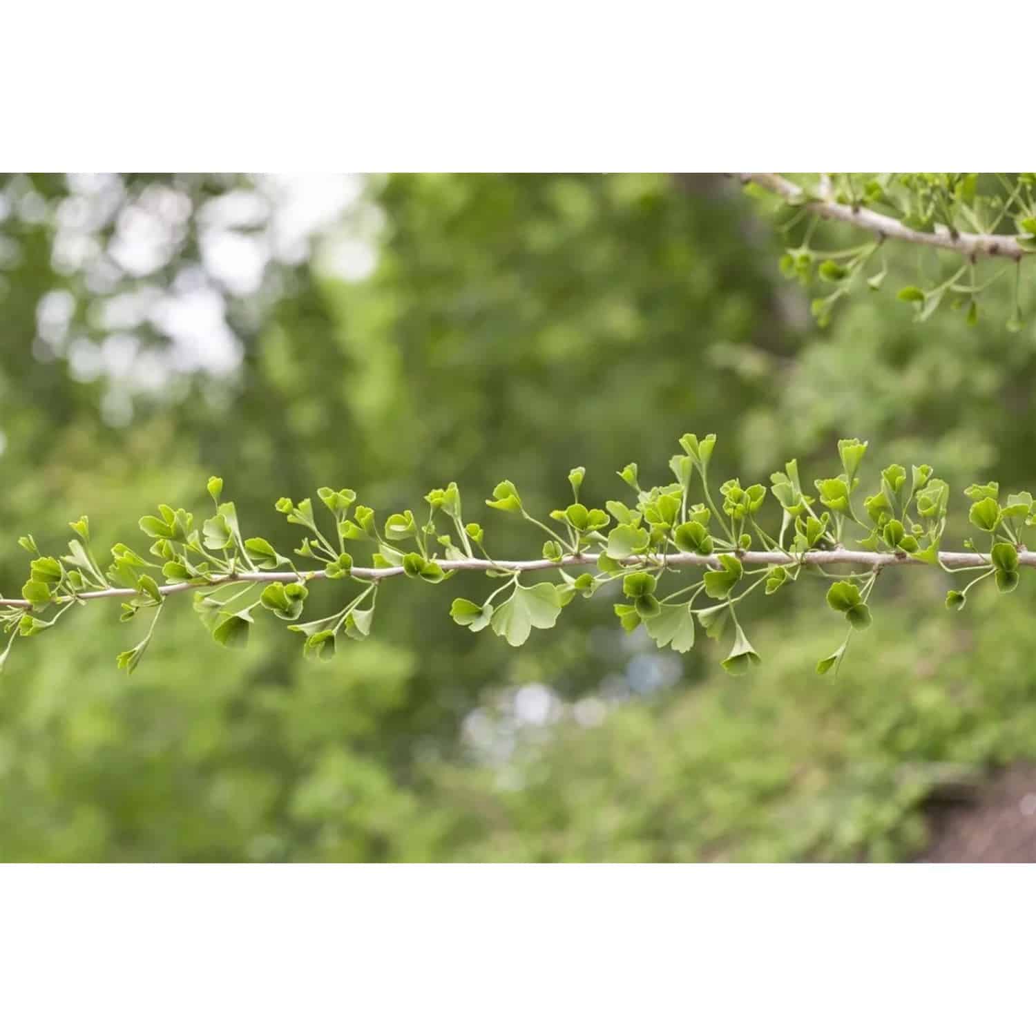 Ginkgo Biloba Tubifolia Fächerblattbaum 125–150 cm