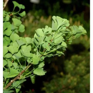 Ginkgo Little Emperor 60-80cm - Ginkgo biloba