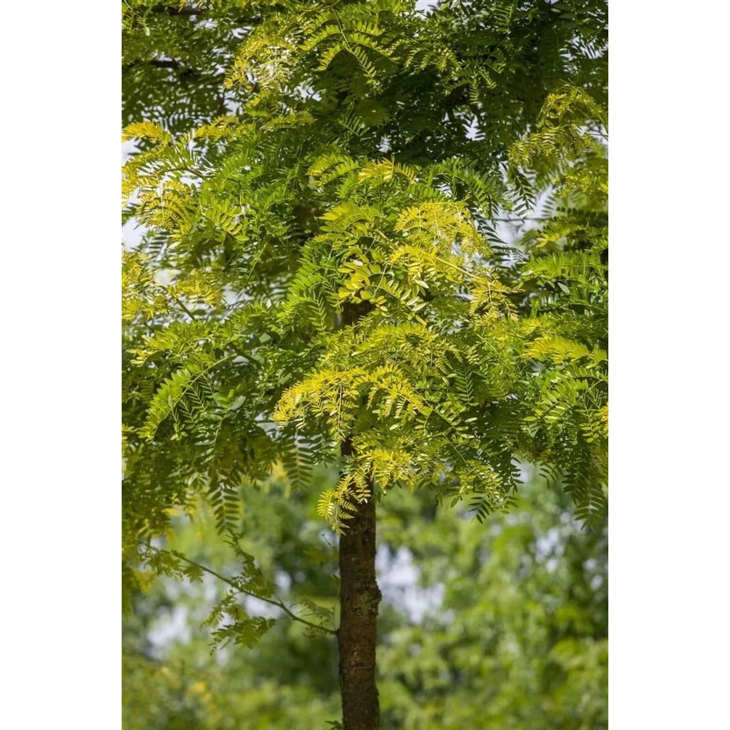 Gleditsia Triacanthos Sunburst Gold-Gleditschie 125–150 cm