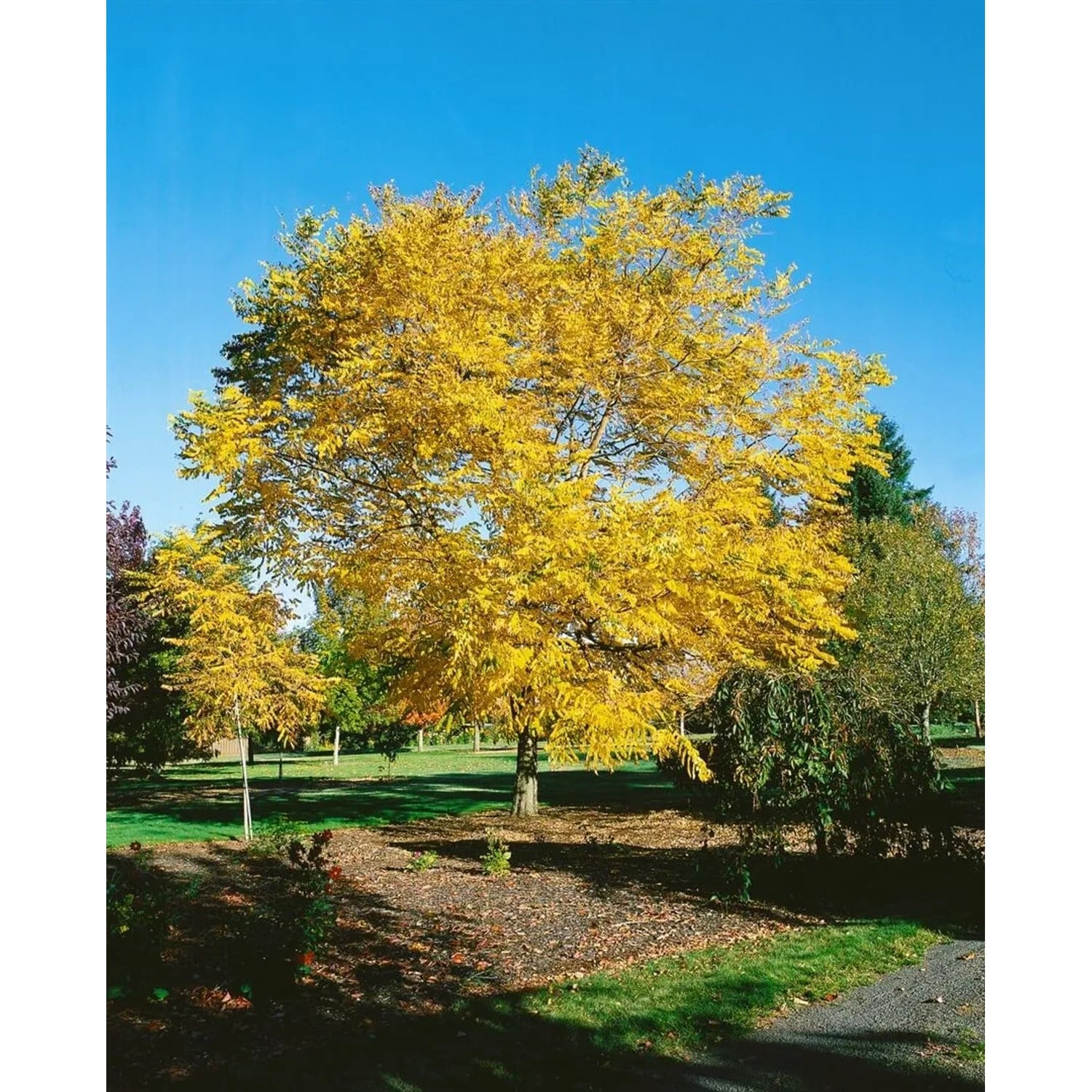 Gymnocladus Dioicus Kentucky Coffeetree 100–125 cm
