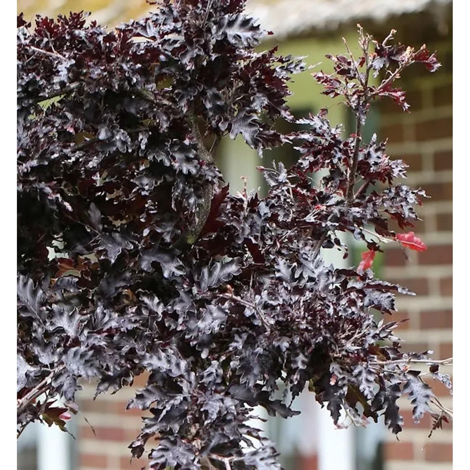 Hänge Blutbuche Rohan Weeping 60-80cm - Fagus sylvatica