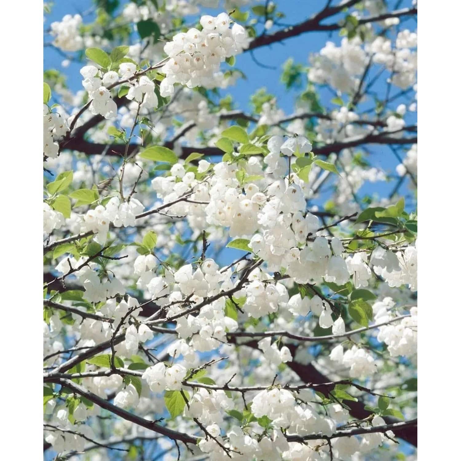 Halesia Carolina Schneeglöckchenbaum 40–60 cm