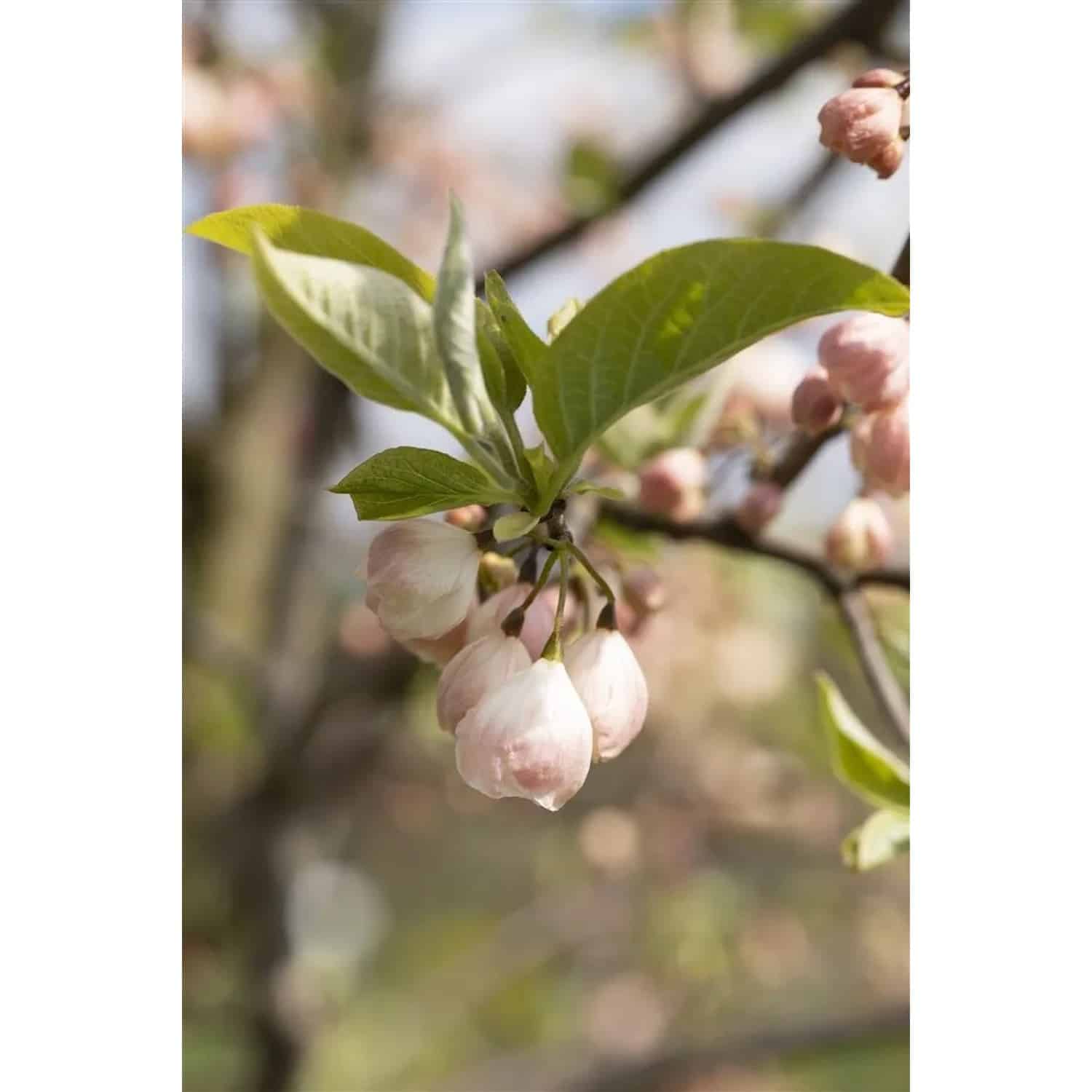 Halesia Carolina Schneeglöckchenbaum 60–80 cm Weiße Blüten