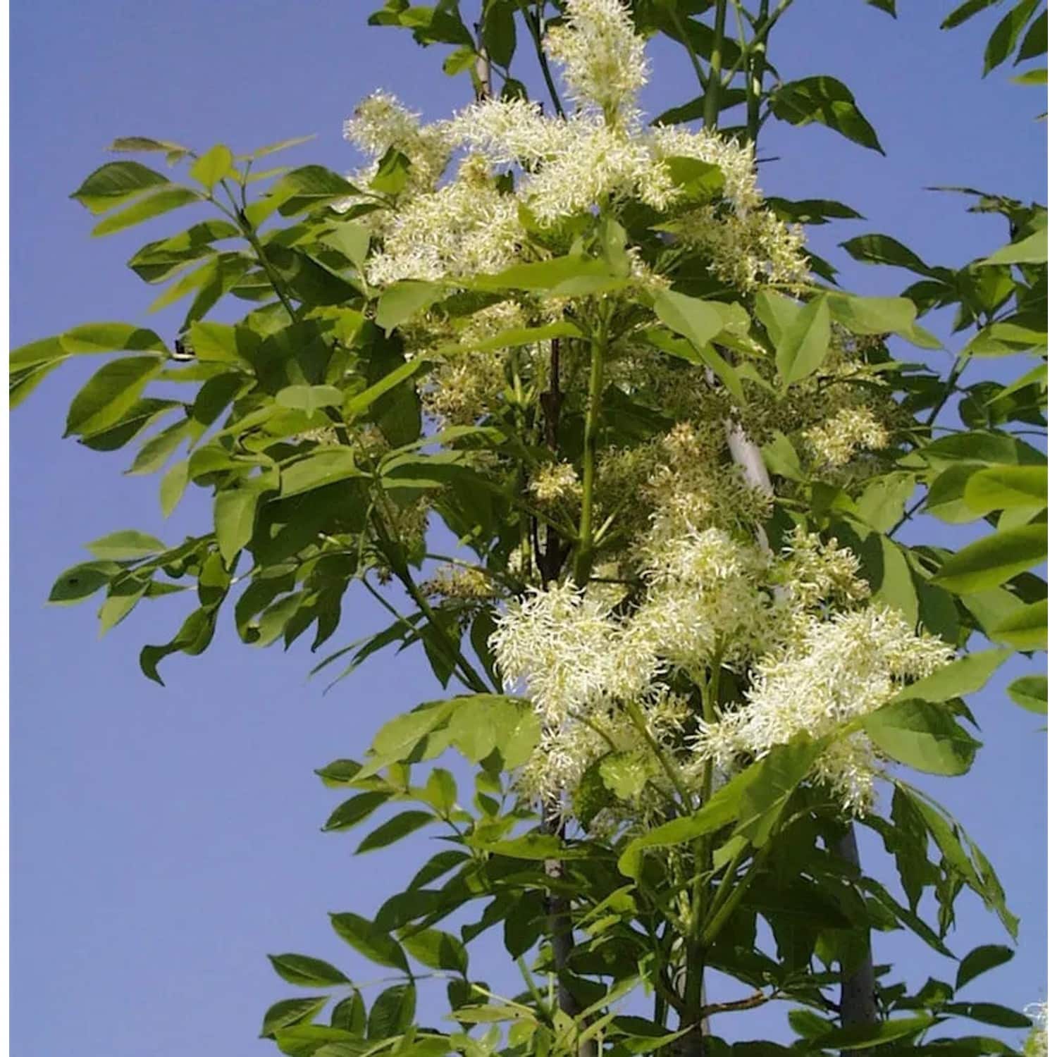 Hochstamm Blumenesche Mecsek 80-100cm - Fraxinus ornus
