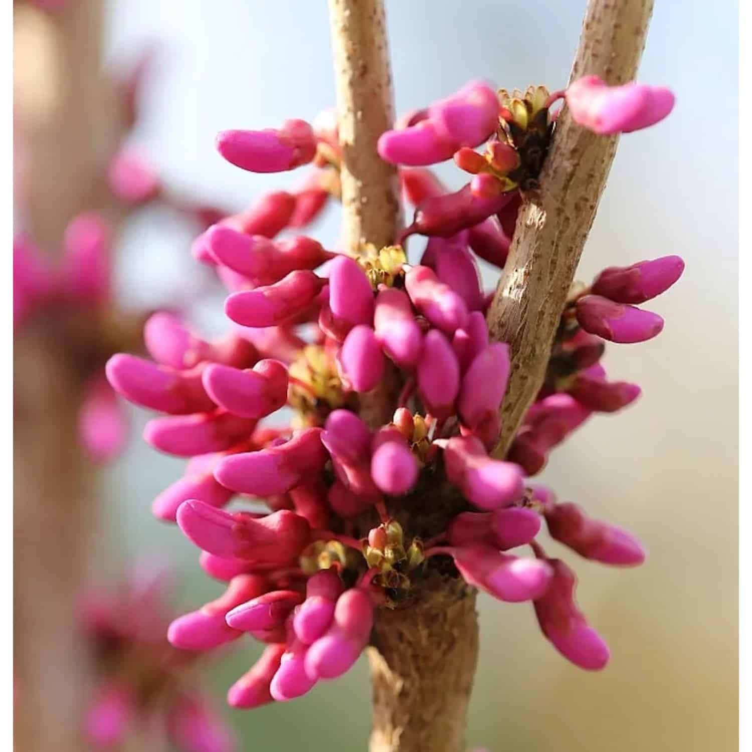Hochstamm Chinesischer Judasbaum Avondale 80-100cm - Cercis chinensis